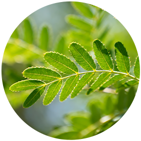 Purifying Botanicals